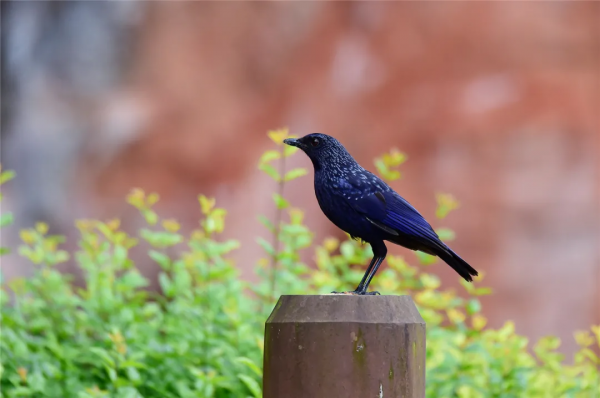 40+張大片!帶你領略這裡的“鳥禽圖鑑”! 40+張大片!帶你領略這裡的“鳥禽圖鑑”!