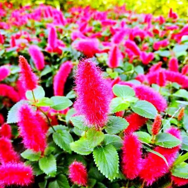 貓尾紅~別稱:歲歲(穗穗)紅,紅紅火火 貓尾紅~別稱:歲歲(穗穗)紅,紅紅火火