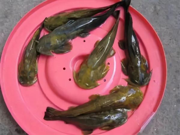 酷似黃鴨叫，長在活水中，至今無法人工養殖，市場上賣千元1斤