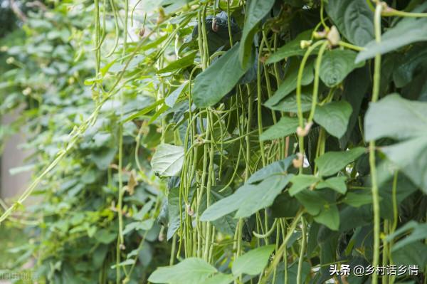種植豆角和黃瓜，用上這幾個方法有奇效，花多果多產量高