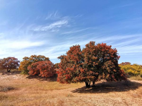 內蒙古烏旦塔拉草原上最美的五角楓林