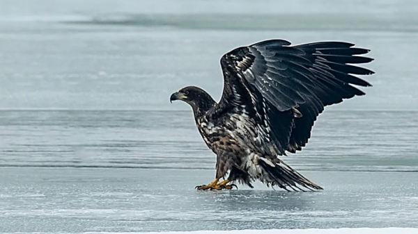 山西鳥類圖鑑 | 白尾海雕