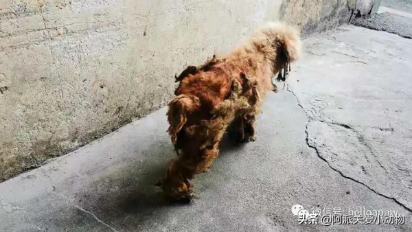 永樂 :它被開水燙、驅趕、毆打時,主人就在身邊 永樂 :它被開水燙、驅趕、毆打時,主人就在身邊