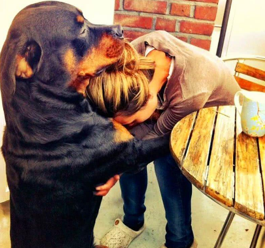 狗狗是否懂事,看它有沒有這幾個行為就清楚 狗狗是否懂事,看它有沒有這幾個行為就清楚