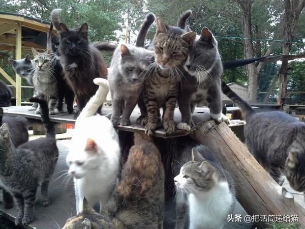 中年喪子後，父親花了15年建了座“貓天堂”