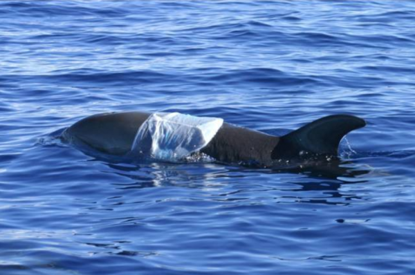 科學家：“第六次物種大滅絕”或已悄然而至！出現了哪些警示？