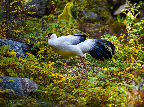 稻城偶遇白馬雞與松鼠一起生活 和諧共生畫面太治癒