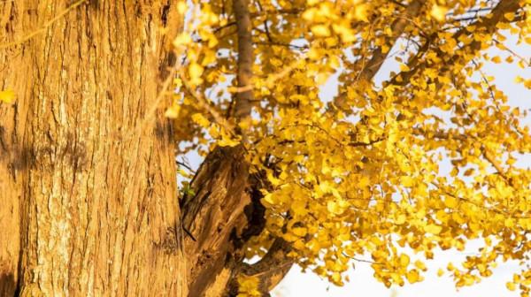 今天，邂逅一場浪漫的崇明“賞葉之旅”