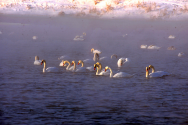 天鵝如何選擇它們的過冬地呢? 天鵝如何選擇它們的過冬地呢?
