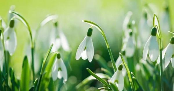 雪花蓮&mdash;&mdash;花開有時（38）