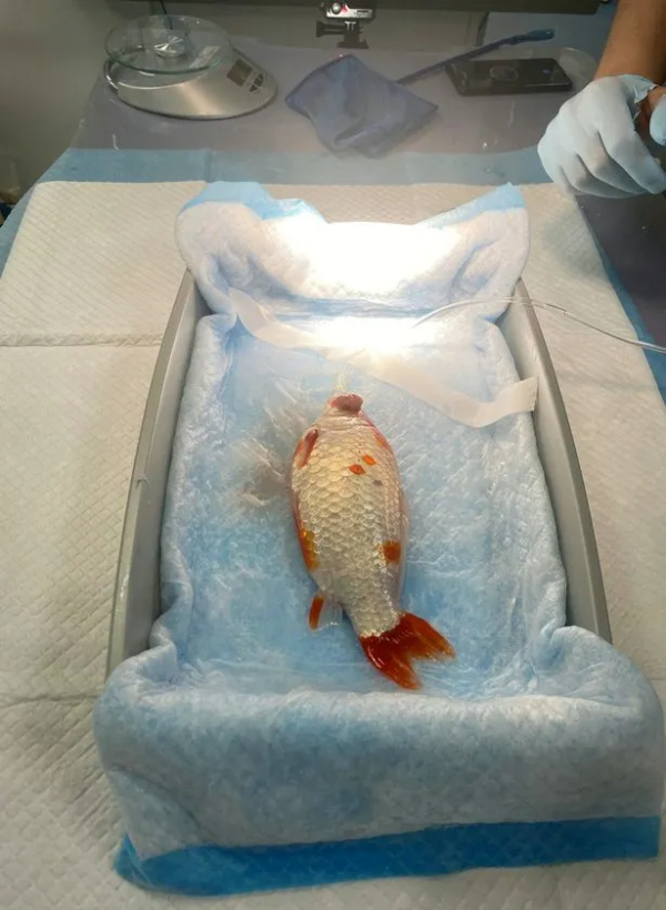 一條12歲金魚接受眼科手術，最大的難點不在於開刀，而是怎麼麻醉