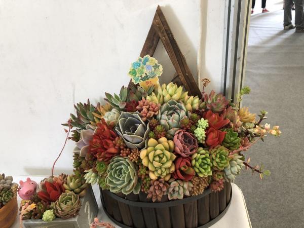 多肉長壞了別扔!剪一剪砍一砍,原地就能“滿血復活” 多肉長壞了別扔!剪一剪砍一砍,原地就能“滿血復活”