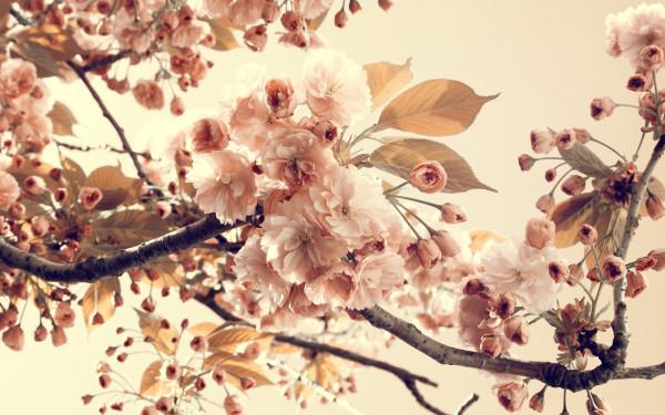 姐妹治妖的故事