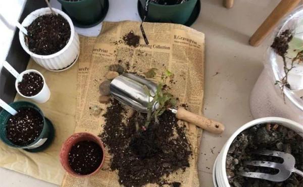 第一次發現,家裡這些垃圾用來養花,是這麼實用 第一次發現,家裡這些垃圾用來養花,是這麼實用