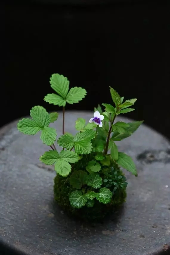 超美花藝，淨化心靈
