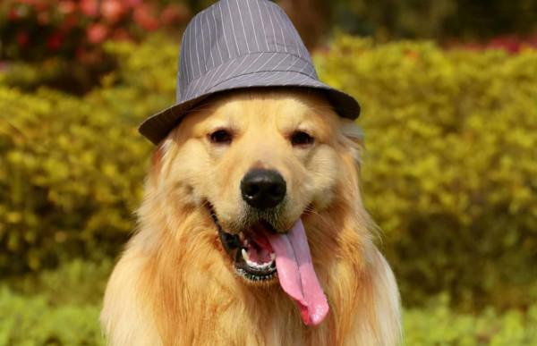 如果這些狗“隨你挑”，你會選哪隻帶回家？