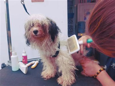 憑著寵物美容手藝 她幫助600只流浪犬找到新主人 憑著寵物美容手藝 她幫助600只流浪犬找到新主人