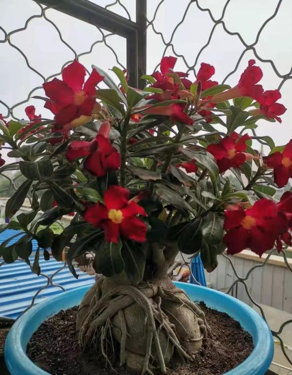 5種漂亮花，喜歡“窮養”，擠在破盆裡，能養30年