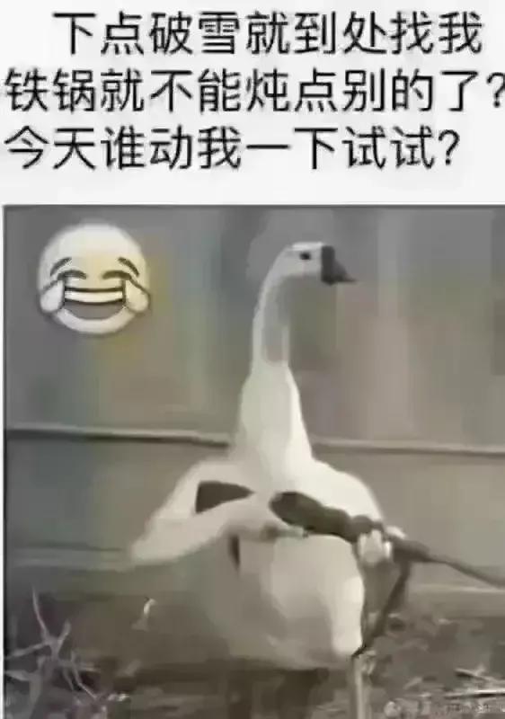 大鵝中的戰鬥鵝，昂首橫槍去巡邏