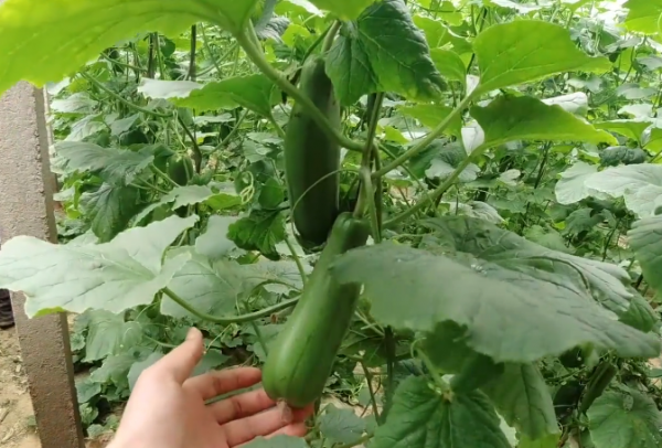 土壤施用石灰能增產?方法用錯了,費時費力產量低 土壤施用石灰能增產?方法用錯了,費時費力產量低