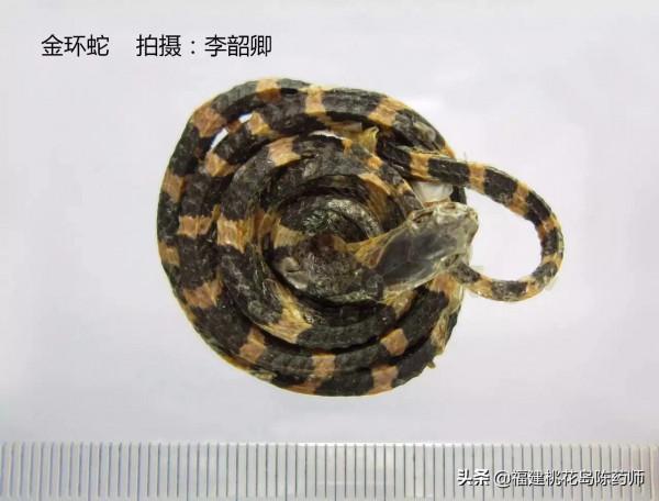 分享李紹卿老師拍攝的三十四種動物藥