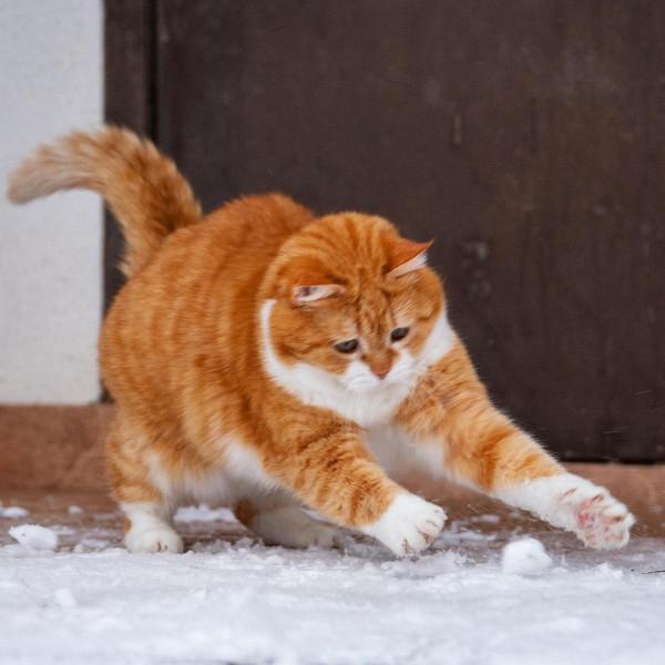 「雪中飛橘」再現江湖 戰鬥貓貓不畏寒「嗨到整球飛起來」：朕來也