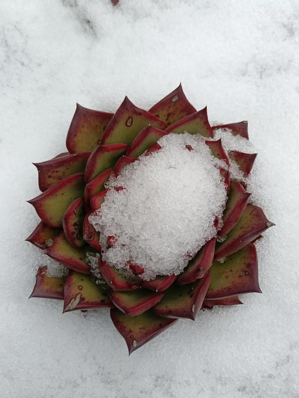 大雪過後多肉露出了美麗的頭 大雪過後多肉露出了美麗的頭