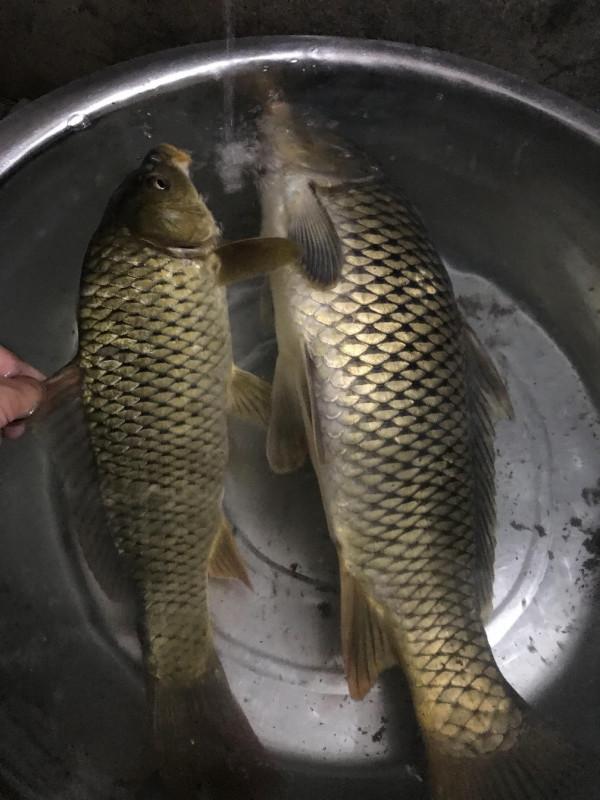 官莊水庫野釣爆護之旅,看看大師如何使用者實踐來證明 官莊水庫野釣爆護之旅,看看大師如何使用者實踐來證明