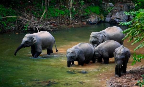 寶馬的迴圈經濟(四)——抵制“無名”橡膠樹 保護53倍的熱帶雨林 寶馬的迴圈經濟(四)——抵制“無名”橡膠樹 保護53倍的熱帶雨林