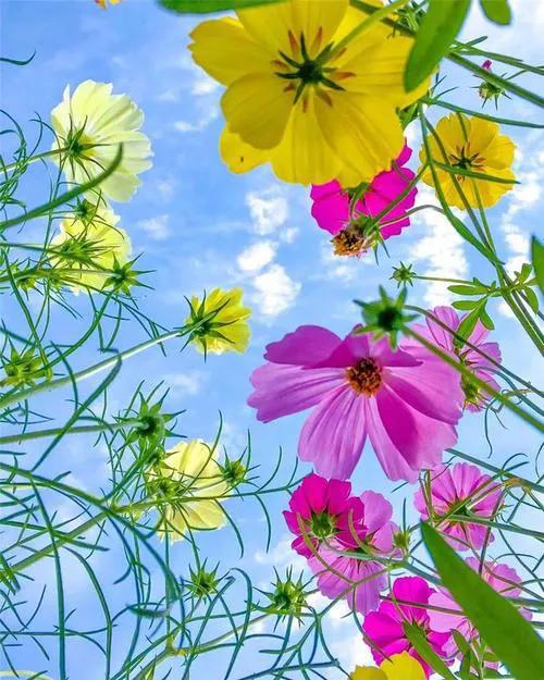 格桑花 ▏幸福，美好時光