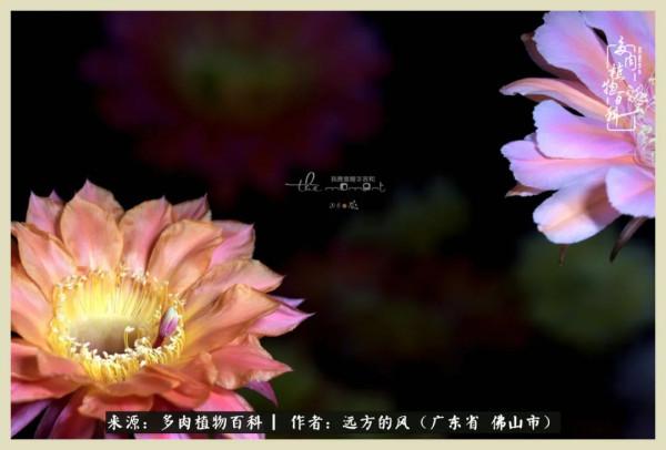 我若盛開，蝴蝶愛來不來