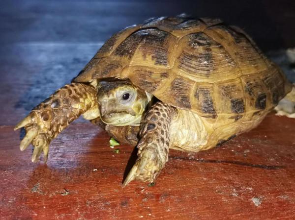 養龜小知識（所有圖片均來源於網路和）