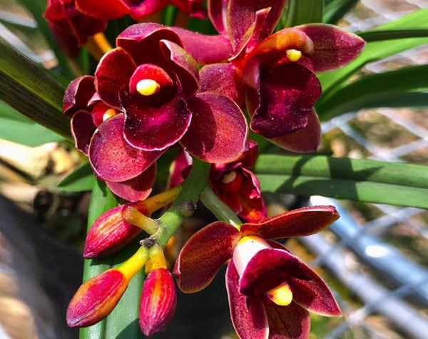 很好養的2種盆栽，耐旱耐貧瘠，越養越壯，優美大氣