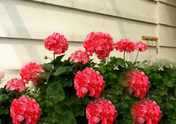 實用分享丨30款年宵花鑑賞，觀花的、賞果的都有…你最喜歡哪個？