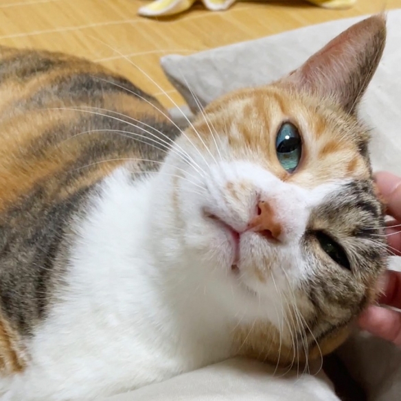 網友曬出氣場超乎想象的喵星人：眼神裡自帶殺氣