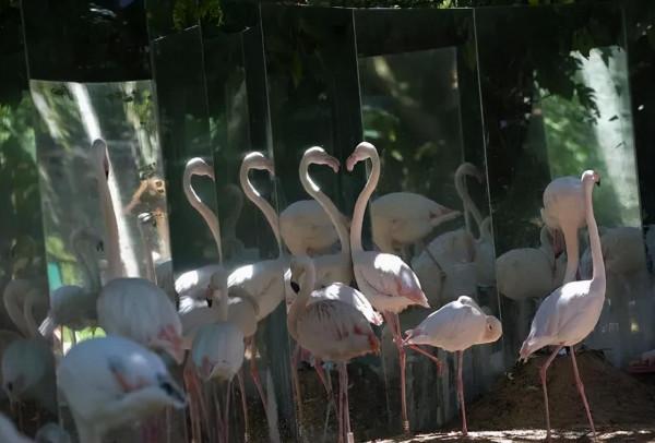 25個難以置信的動物事實,一個比一個神奇… 25個難以置信的動物事實,一個比一個神奇…