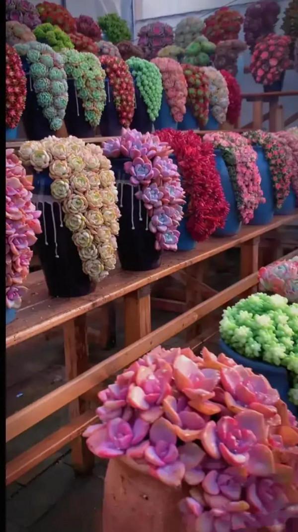 分享圖片，可愛的多肉們，收藏了