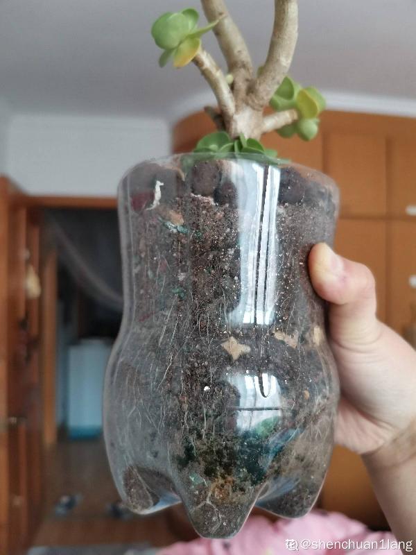 誰說養花只能用花盆！水壺易拉罐都是寶，能插葉子就能養花