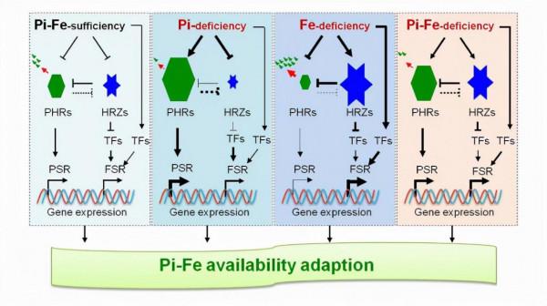 科研進展丨研究揭示作物磷-鐵養分拮抗的訊號轉導機制 科研進展丨研究揭示作物磷-鐵養分拮抗的訊號轉導機制