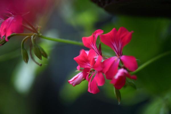 什麼時間扦插天竺葵好?如何扦插成活率高? 什麼時間扦插天竺葵好?如何扦插成活率高?