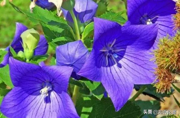 農村種植，哪幾種中藥材有“錢”景？種植這些，收入不比打工差