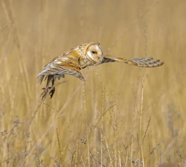 董阿哥攝影作品 倉鴞 董阿哥攝影作品 倉鴞