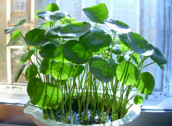 這3個細節到位，家庭養殖銅錢草，枝葉豐茂、更富有生機