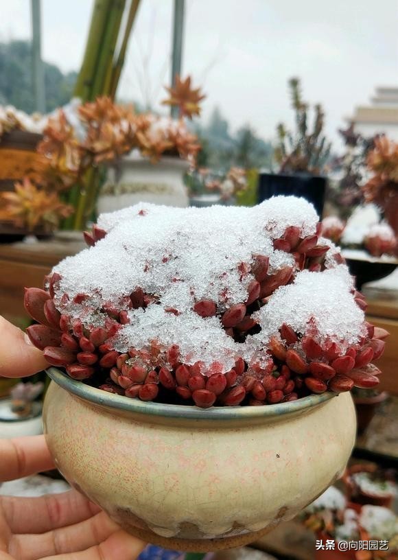 這下完犢子了，大雪把多肉覆蓋了，肉肉變成透明色，太慘了