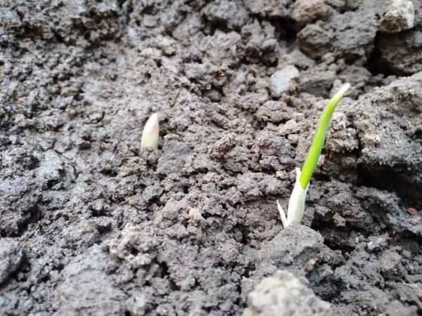 冬至前後適合種什麼蔬菜？5種蔬菜可任選，春節就能收穫