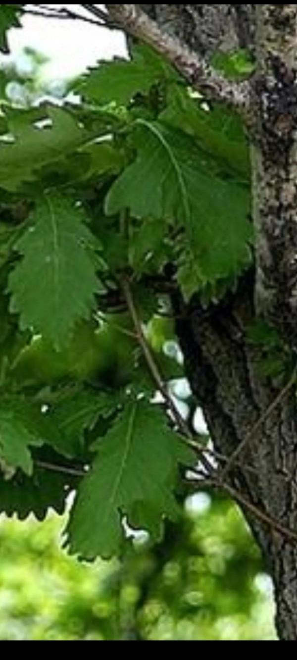 能不能想辦法到了冬天也讓北方植物充滿生機？