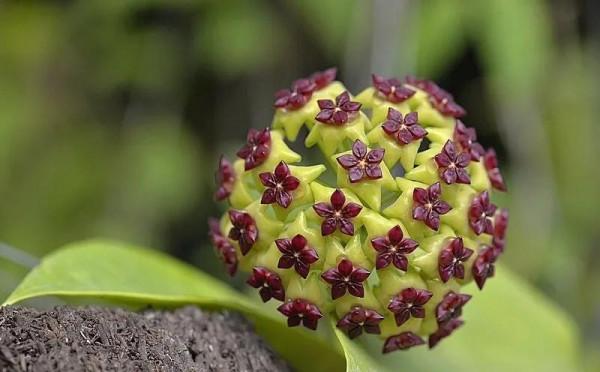鮮花以各種姿態容進了我的生活，人生漫長，一路繁花相送