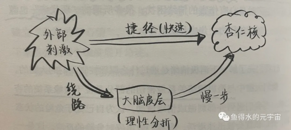 多巴胺、杏仁核劫持、大腦“自動導航” 多巴胺、杏仁核劫持、大腦“自動導航”