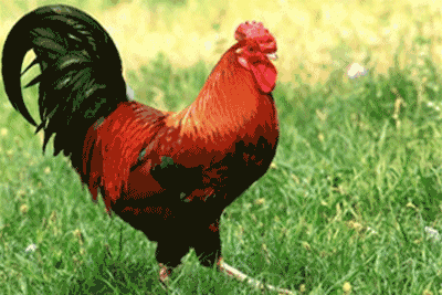 第34屆中國電影金雞獎提名出爐，看誰一鳴驚人笑到最後