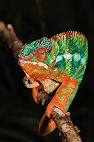 為什麼一些蜥蜴會變色？